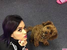 Instant Follow Friday: Katy Perry Prepares for the Puppy (and Super) Bowl